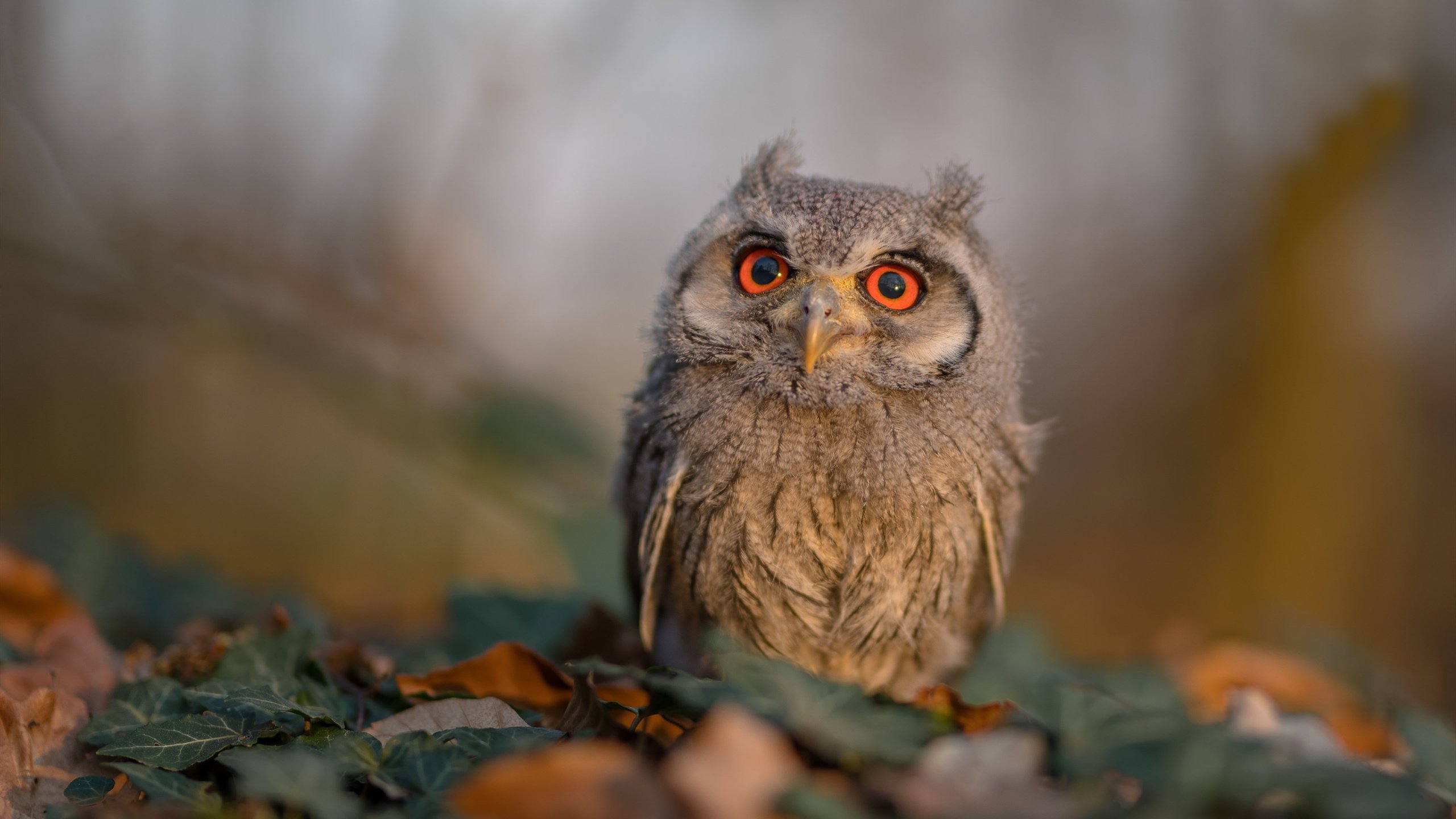 赛道之外，当F1争冠焦点与深圳队单节风暴相遇