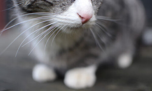 世界排名争夺战焦点战,鹈鹕打穿魔术,西部格局再起波澜